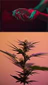 cbd-nahrungsergaenzung-giesing